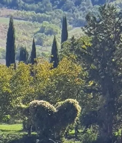 Aurinia ساتورنيا